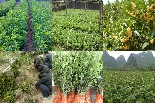 四季桂花树盆栽怎么养护和管理1681700063825