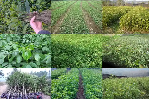 四季桂花养植方法1681700091245