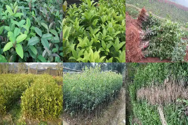 四季桂花养植方法1681700091293