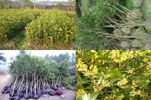 桂花收购价格标准1690504639743