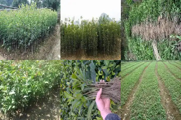 四季桂花树的养殖方法和方法1681700119208