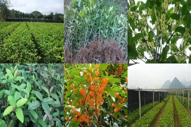 茂盛的桂花树1690677518938