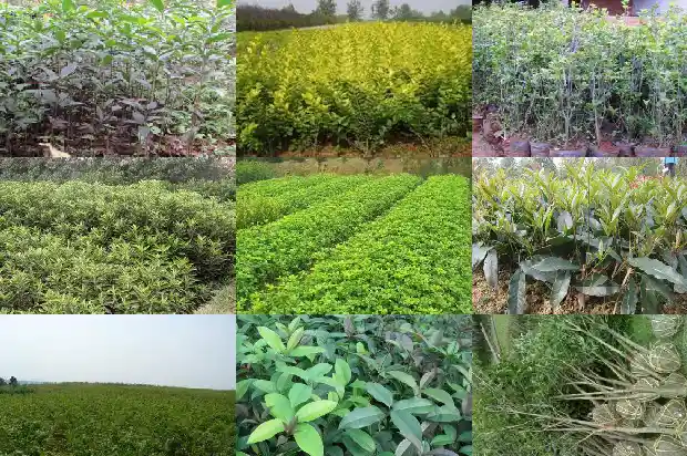 桂花玫瑰花枸杞茶的功效与作用1689313345058