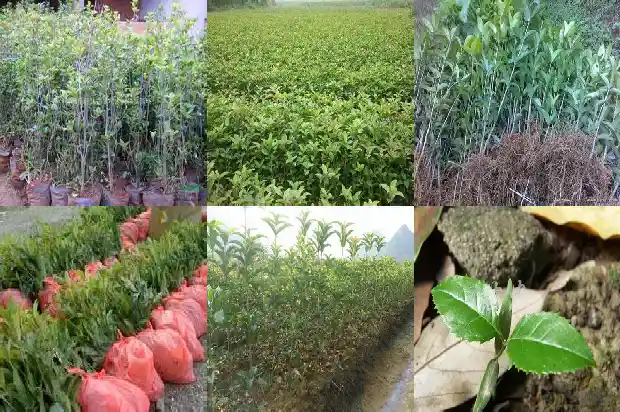 四季桂花种植方法 盆栽怎么养1681700209854