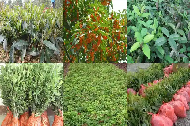 四季桂花种植方法 盆栽怎么养1681700209902