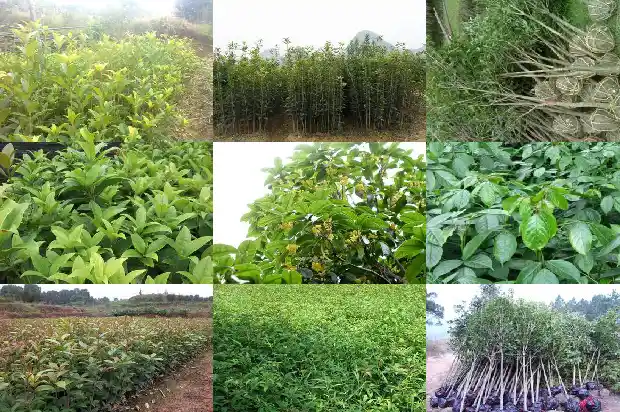 四季桂花种植方法 盆栽怎么养1681700209997