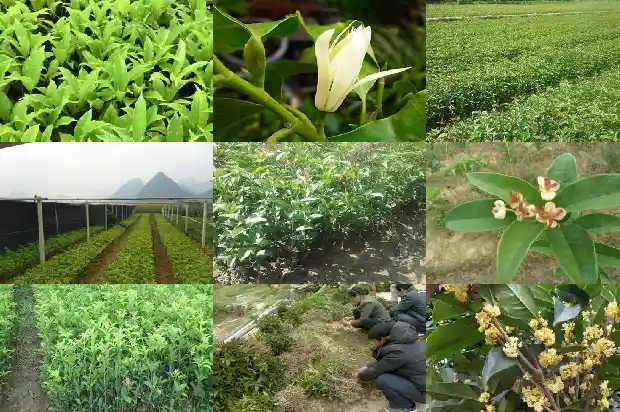 四季桂花的种植方法1681700240125