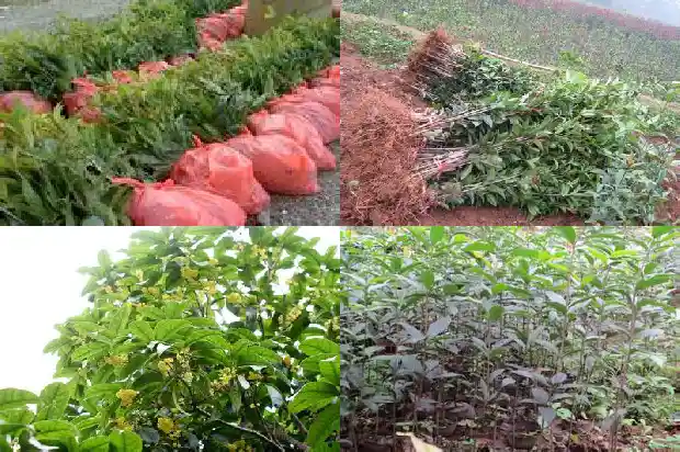 四季桂花的种植方法1681700240172