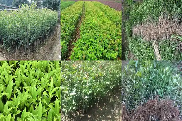四季桂花的种植方法和注意事项1681700265853