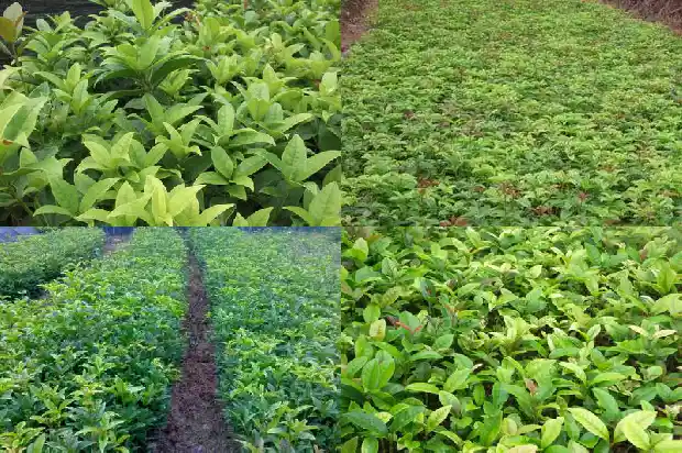 四季桂花的种植方法和注意事项1681700265901