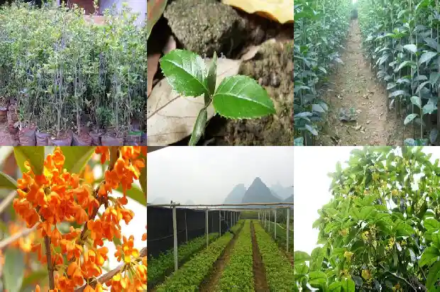 四季桂花的种植方法和注意事项1681700265949
