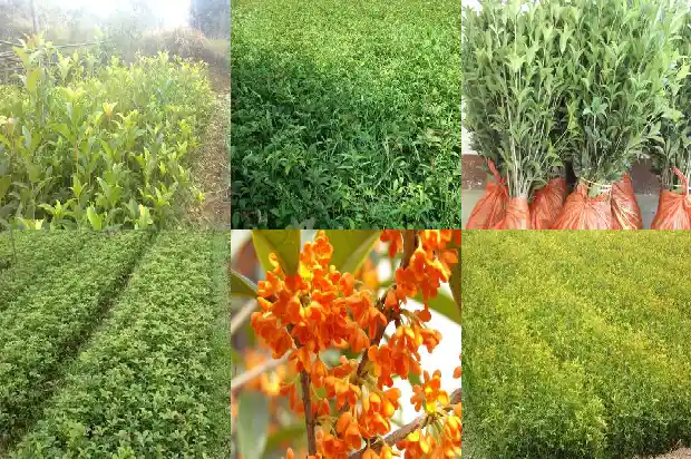 盆栽四季桂花怎么养1681700327862