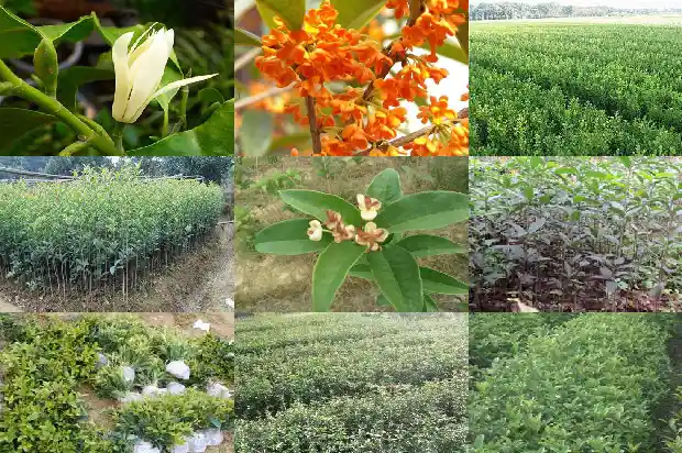 盆栽四季桂花怎么养1681700327957