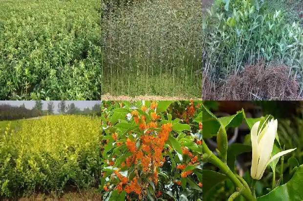 四季桂花可以养在室内吗1681700387856