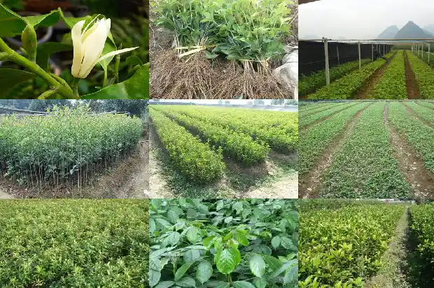 四季桂花怎样养护和管理1681700451024