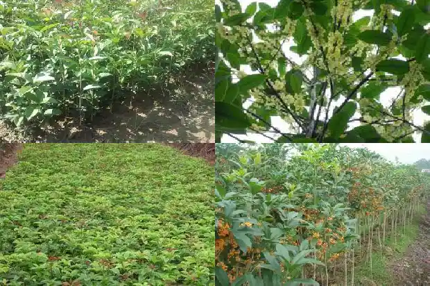 桂花可以泡茶喝吗有什么好处1689035027355