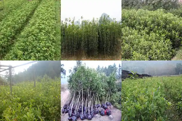 四季桂花落叶子怎么回事1681700520553