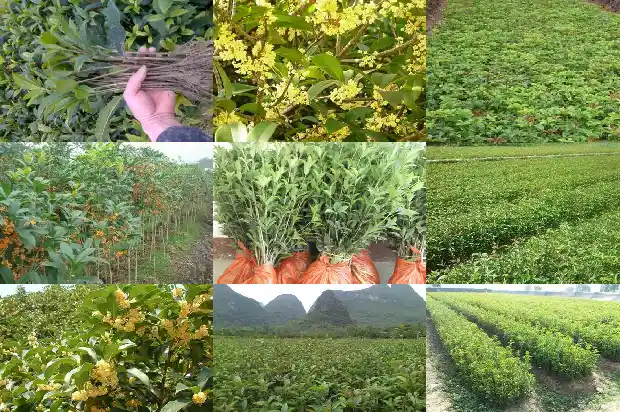 四季桂花树多久开花啊1681700618457