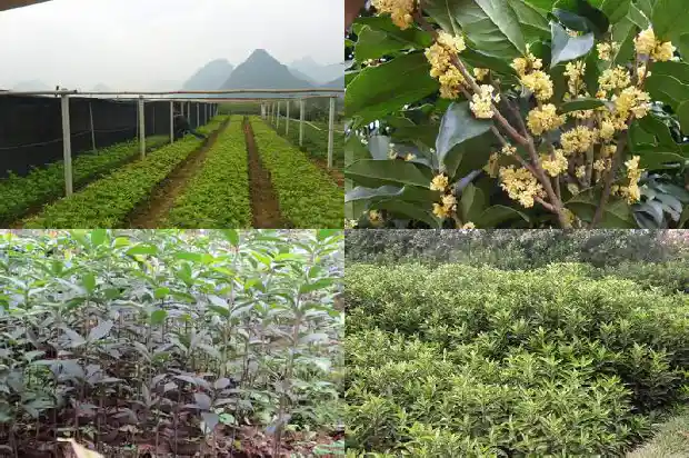四季桂花树多久开花啊1681700618504