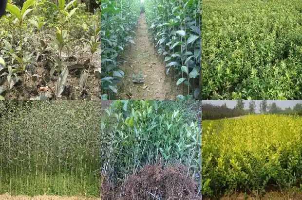 四季桂花树多久开花啊1681700618552