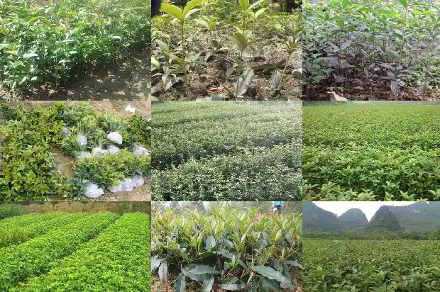 桂花树为什么这么贵1689837964149