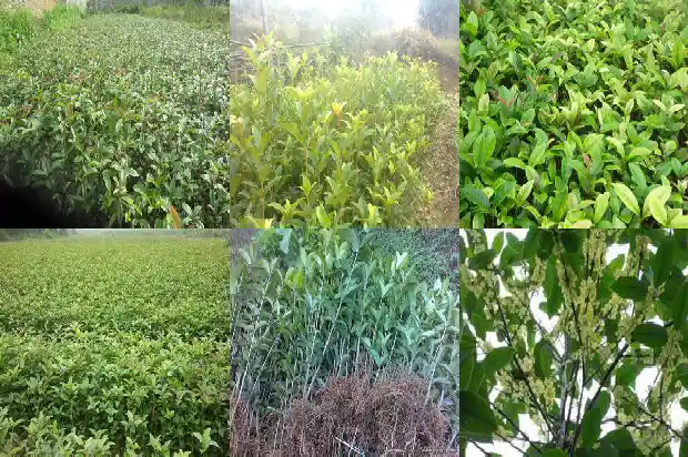 四季桂花苗多久开花1681700652431