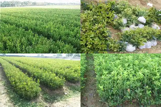 四季桂花多长时间开一次花1681700688604