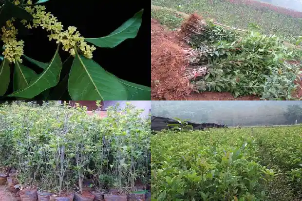 桂花树和四季桂有什么区别1681700714116