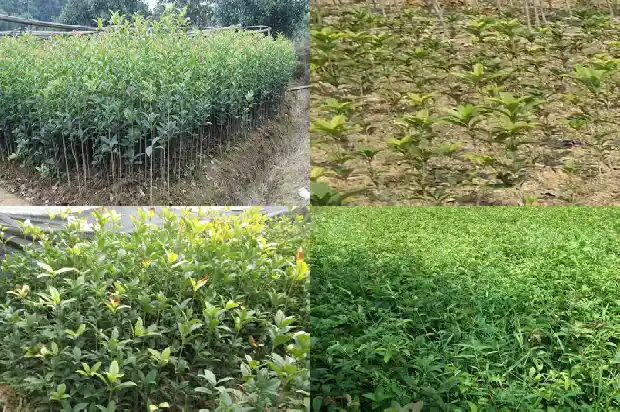 八月桂花树移栽后几年开花呢1690504380325