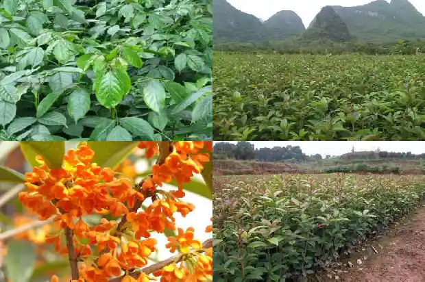 四季桂花树寓意1681700743421