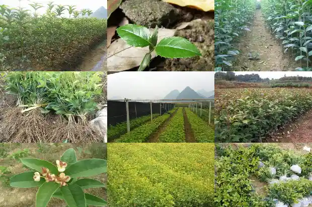 桂花树是四季常绿吗1681700775343
