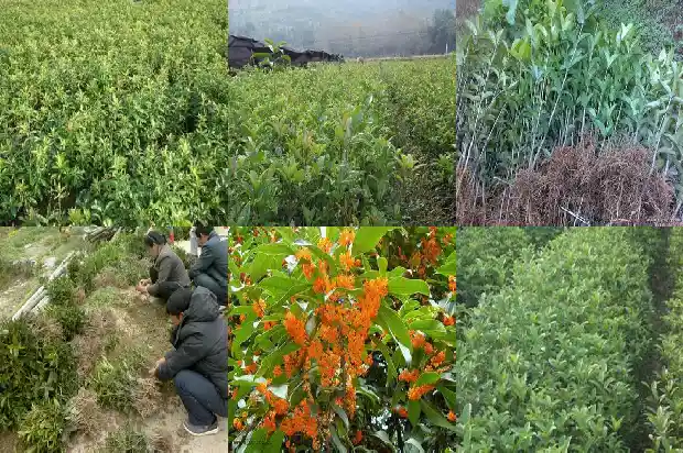 桂花树是四季常绿吗1681700775391