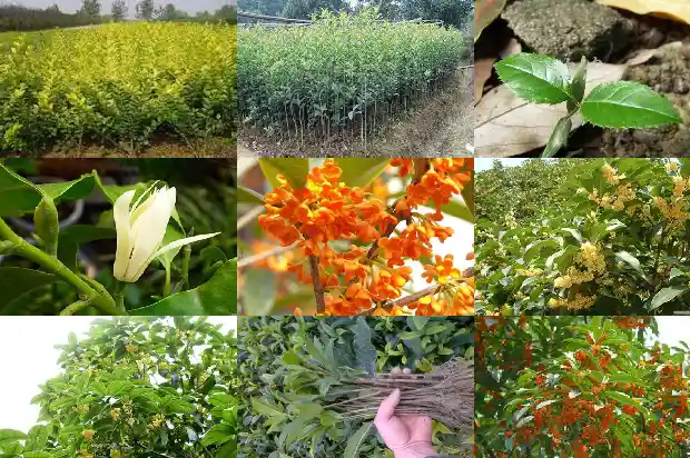 怎么摘桂花方便1689467964901