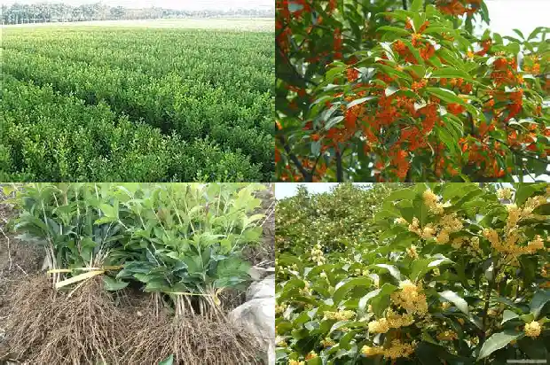 门店可以种桂花树吗1681700838617