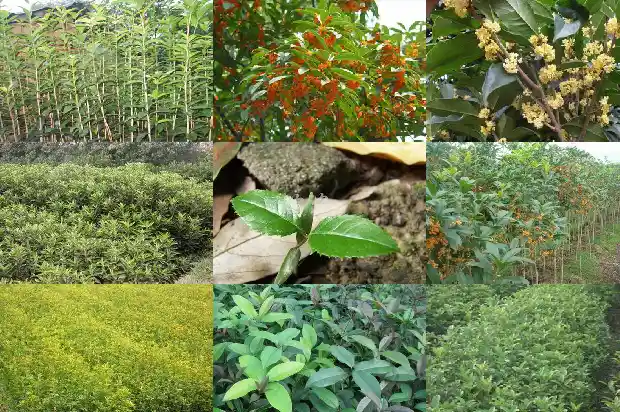 四季桂花用什么盆1681700869185