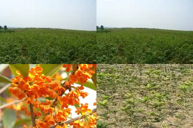四季桂花用什么盆1681700869233