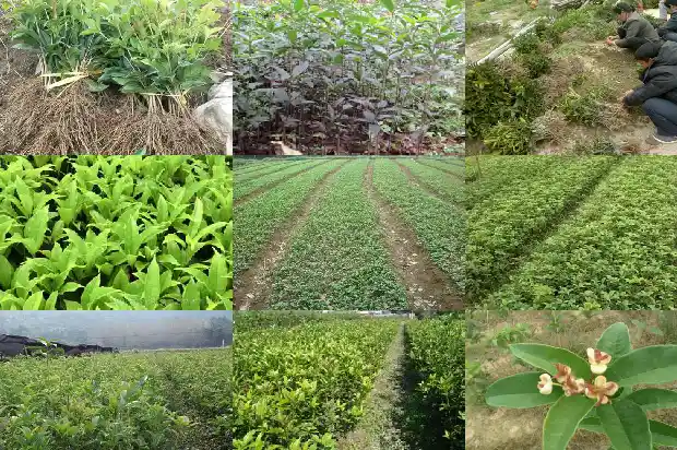 四季桂花用什么盆1681700869281