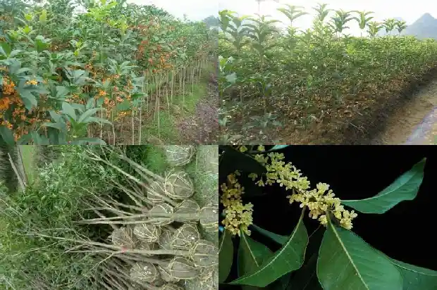 四季桂花树盆景1681700901700