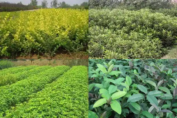 四季桂花树好吗1681700933444