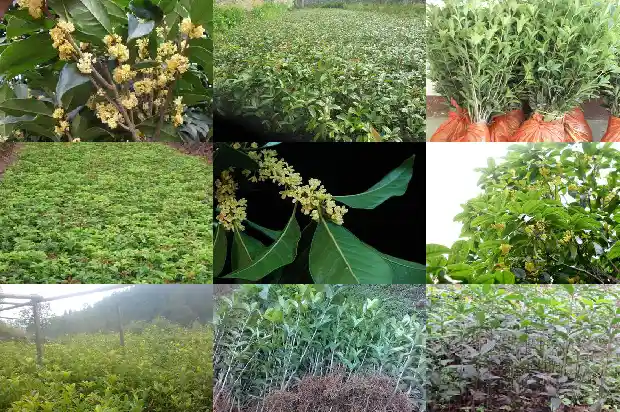 四季桂花树好吗1681700933492