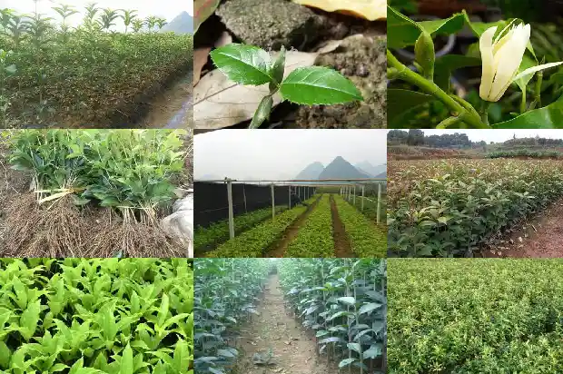 四季桂花树好吗1681700933540