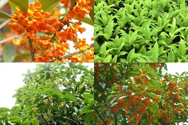 桂花树喜水还是喜旱呢1681700962429