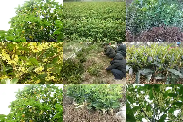 桂花天香台阁开什么颜色的花好1690850078023