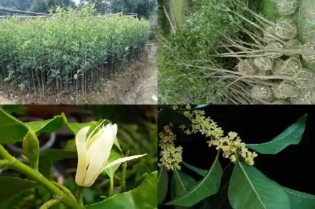 月桂树就是桂花树吗1690245353045