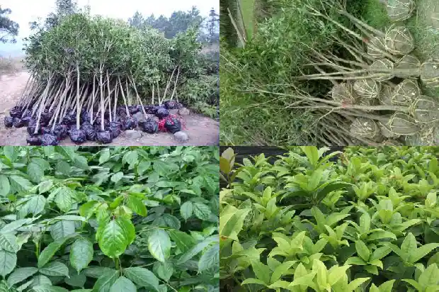 桂花树喜水吗?1681700990084