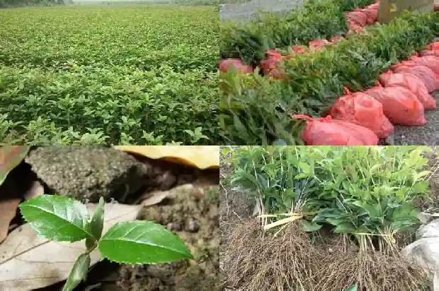 桂花树喜水吗?1681700990132