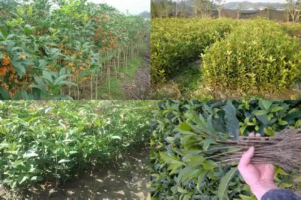 桂花树喜水吗?1681700990179