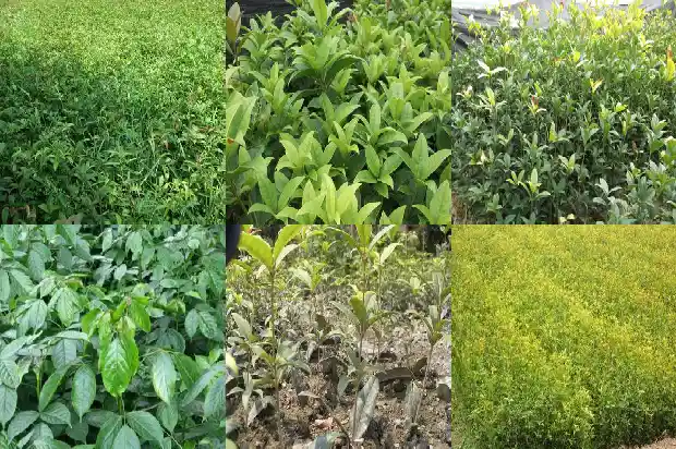 盆栽桂花树多长时间浇一次水1690848788771