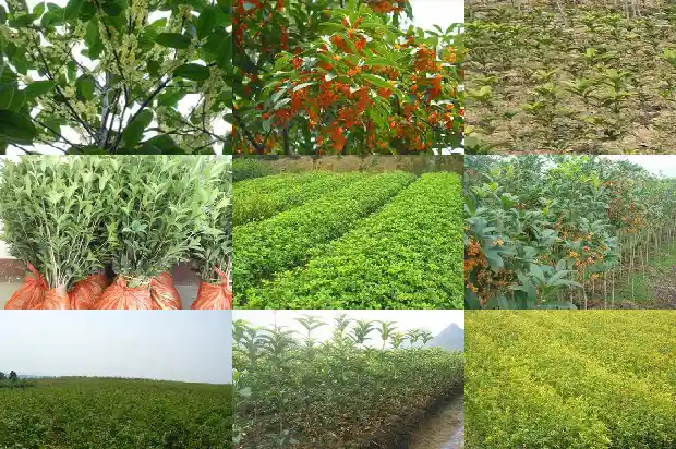 桂花树喜光照吗1681701070963