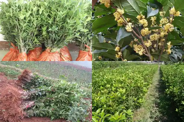 桂花树喜光照吗1681701071011